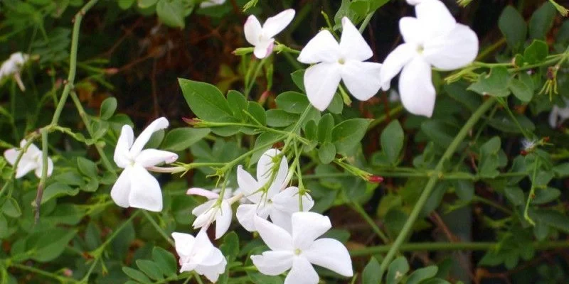 JASMINUM officinale - Jasmin officinale blanc