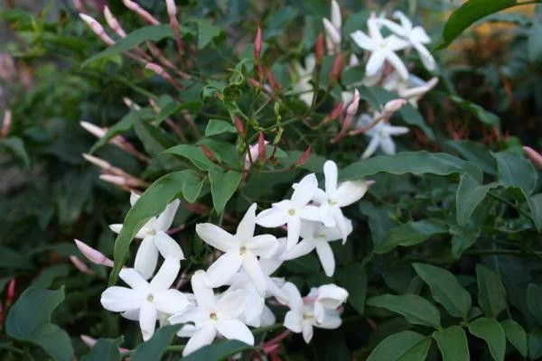 Jasminum officinale (jasmin blanc)