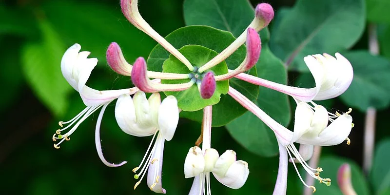 LONICERA caprifolium - Chèvrefeuille des jardins