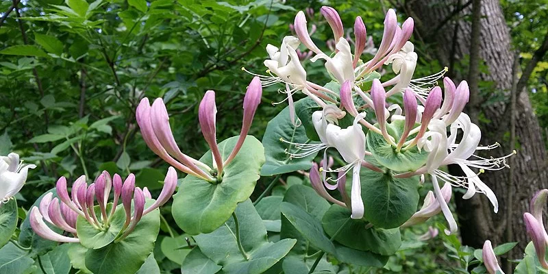 LONICERA caprifolium - Chèvrefeuille des jardins