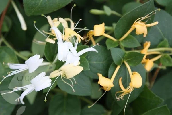 LONICERA japonica 'Hall's Prolific' - Chèvrefeuille du Japon 'Hall's Prolific'