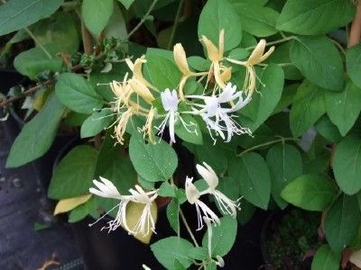 LONICERA japonica 'Hall's Prolific' - Chèvrefeuille du Japon 'Hall's Prolific'