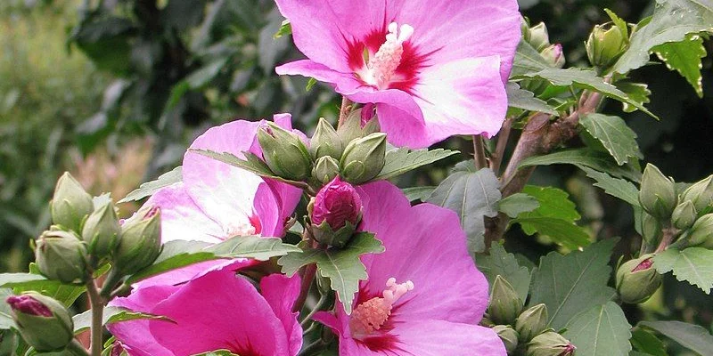 HIBISCUS syriacus 'Woodbridge' - Althea hibiscus