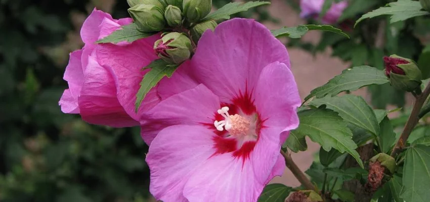 HIBISCUS syriacus 'Woodbridge' - Althea hibiscus