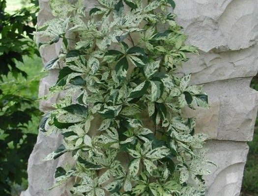 PARTHENOCISSUS quinquefolia 'Star Showers' - Vigne vierge japonaise