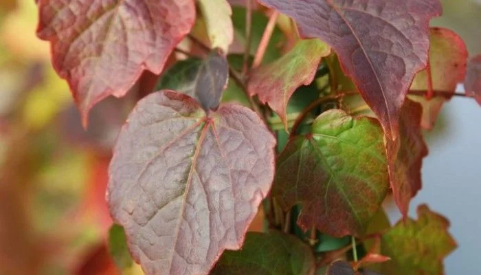 PARTHENOCISSUS tricuspidata 'Minutifolia' - Vigne Vierge japonaise