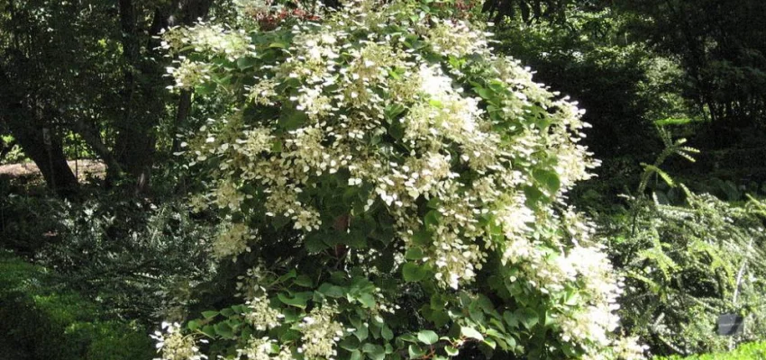 SCHIZOPHRAGMA hydrangeoides - Hortensia Grimpant