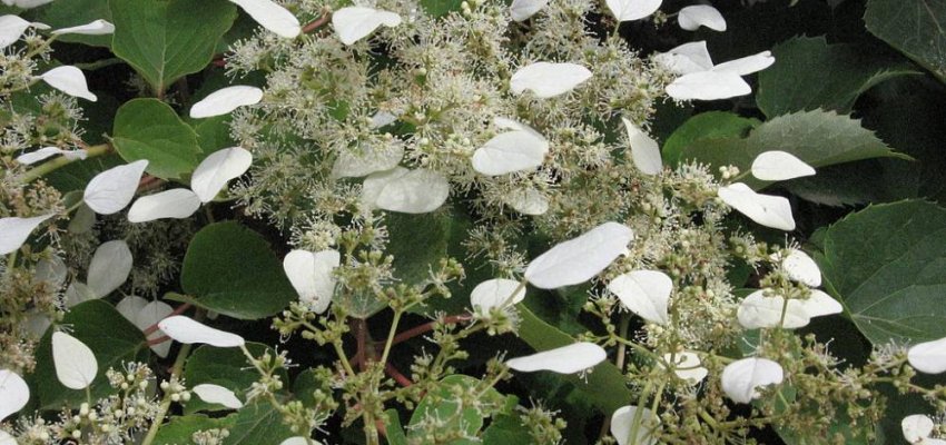 SCHIZOPHRAGMA hydrangeoides - Hortensia Grimpant