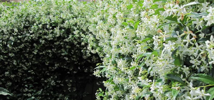 TRACHELOSPERMUM jasminoides - Jasmin étoilé