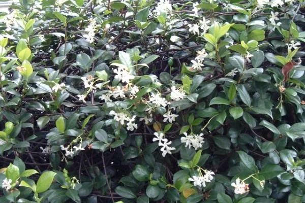 TRACHELOSPERMUM jasminoides - Jasmin étoilé