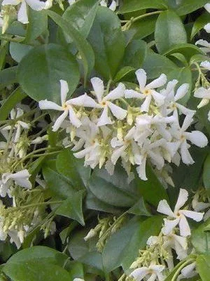 TRACHELOSPERMUM jasminoides - Jasmin étoilé