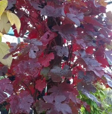 VITIS vinifera 'Purpurea' - Vigne pourpre