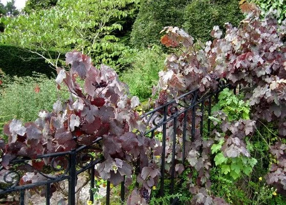 VITIS vinifera 'Purpurea' - Vigne pourpre