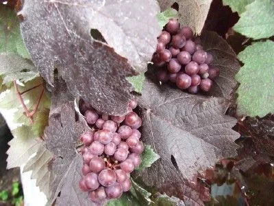 VITIS vinifera 'Purpurea' - Vigne pourpre