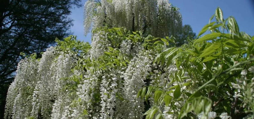 WISTERIA floribunda 'Alba' - Glycine Japonaise blanche