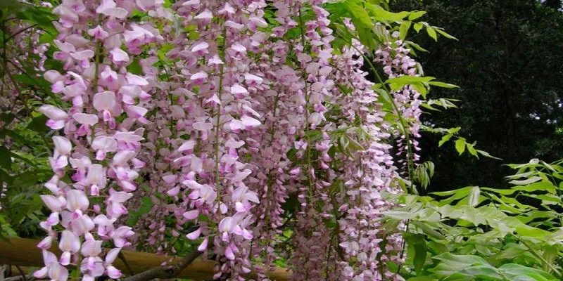 WISTERIA floribunda 'Rosea' - Glycine japonaise 'Rose'