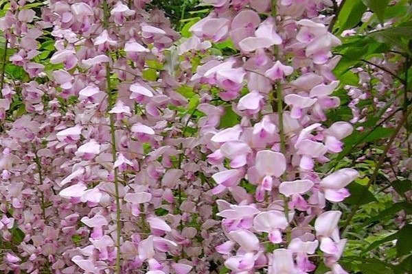 WISTERIA floribunda 'Rosea' - Glycine japonaise 'Rose'