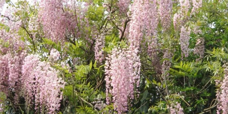 WISTERIA floribunda 'Rosea' - Glycine japonaise 'Rose'