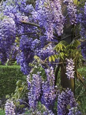 WISTERIA sinensis 'Prolific' - Glycine de Chine Bleue