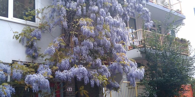 WISTERIA sinensis 'Prolific' - Glycine de Chine Bleue