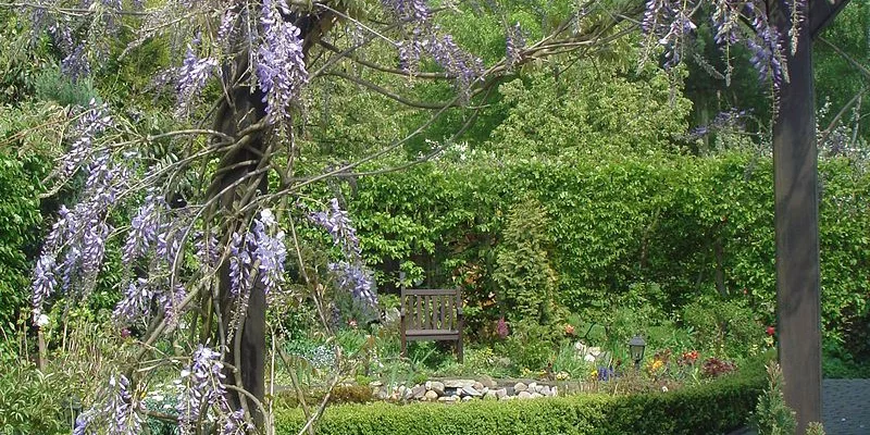 WISTERIA sinensis 'Prolific' - Glycine de Chine Bleue