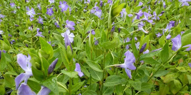 VINCA major