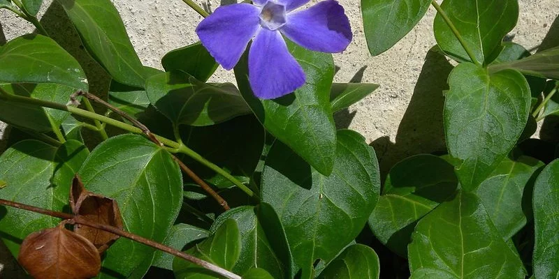 VINCA major