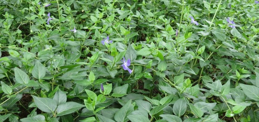 VINCA major