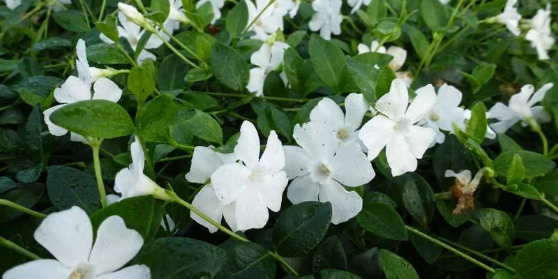 VINCA minor 'Alba'