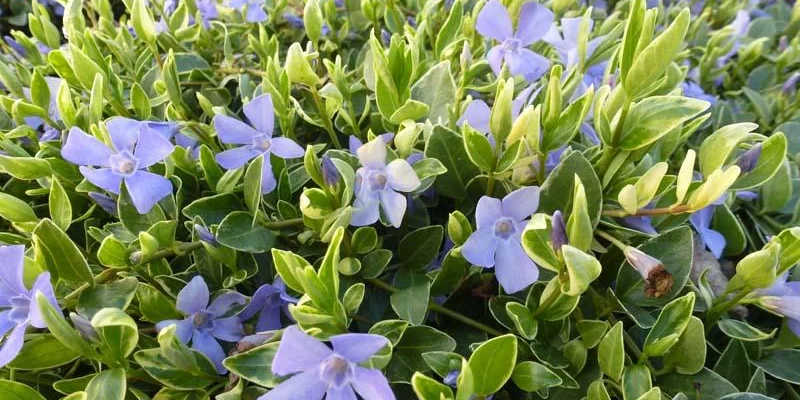 VINCA minor 'Aureovariegata'