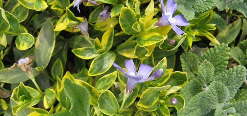 VINCA minor 'Aureovariegata'