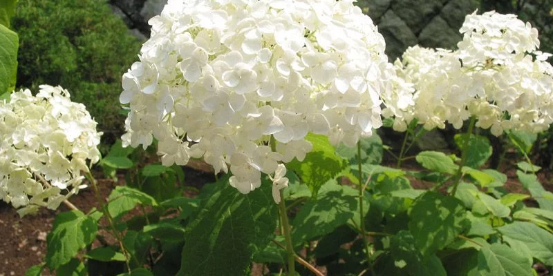 HYDRANGEA arborescens 'Annabelle' - Hortensia annabelle