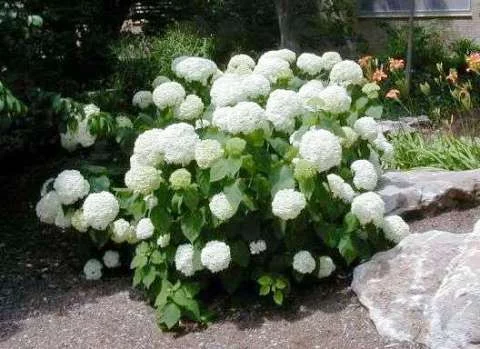 HYDRANGEA arborescens 'Annabelle' - Hortensia annabelle