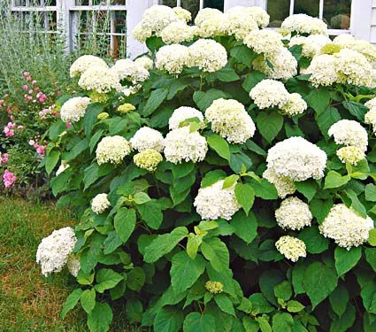 HYDRANGEA arborescens 'Annabelle' - Hortensia annabelle