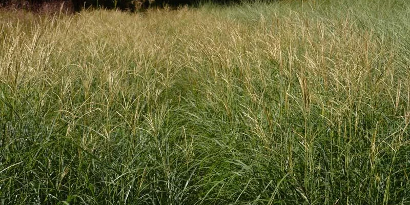 MISCANTHUS sinensis 'Yaku Jima' - Graminée, Eulalie