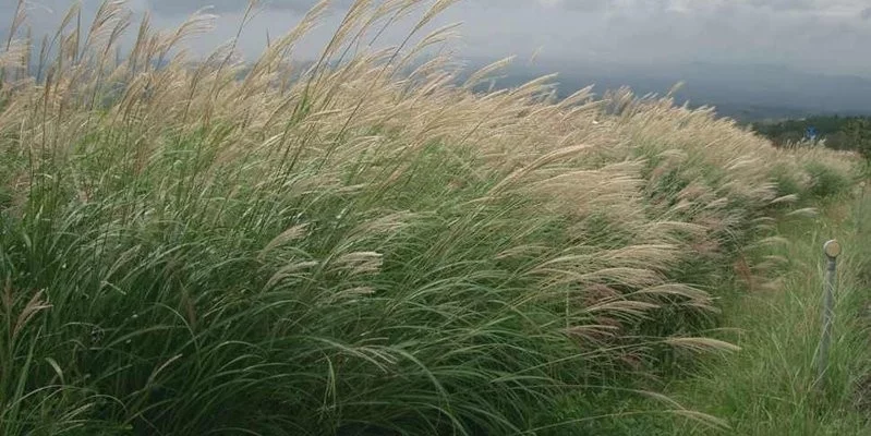 MISCANTHUS sinensis 'Yaku Jima' - Graminée, Eulalie