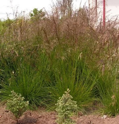 DESCHAMPSIA cespitosa 'Bronzeschleier' - Graminée, Canche cespiteuse