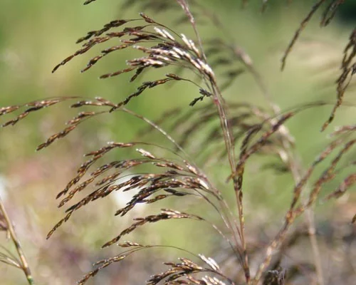 DESCHAMPSIA cespitosa 'Bronzeschleier' - Graminée, Canche cespiteuse