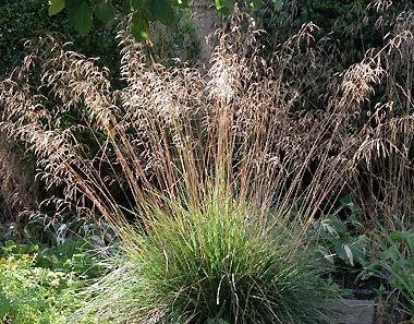 DESCHAMPSIA cespitosa 'Bronzeschleier' - Graminée, Canche cespiteuse