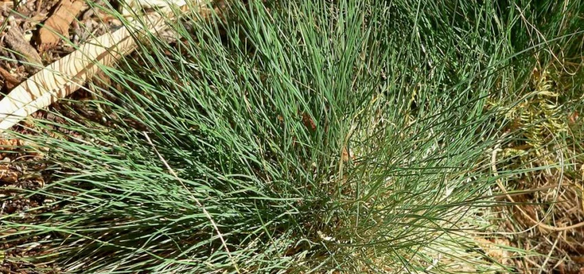 FESTUCA amethystina - Fétuque