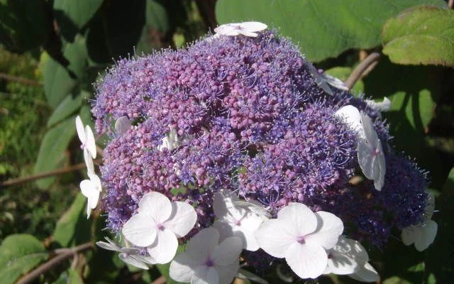 HYDRANGEA aspera 'Macrophylla' - Hortensia