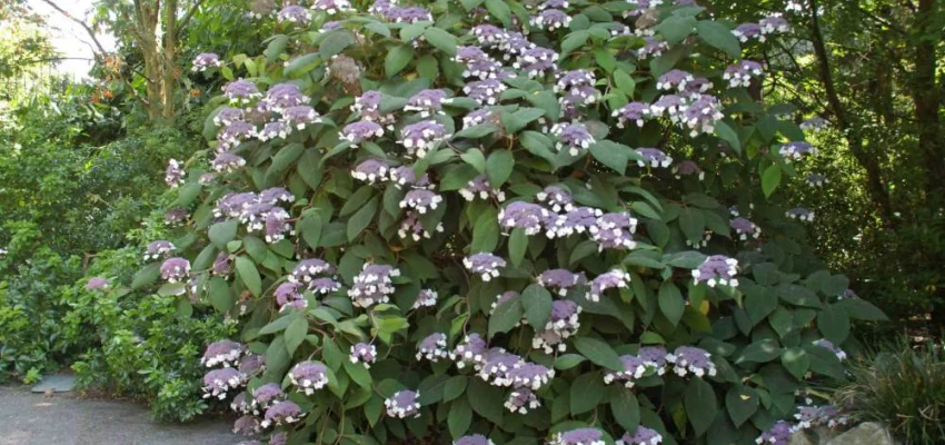 HYDRANGEA aspera 'Macrophylla' - Hortensia