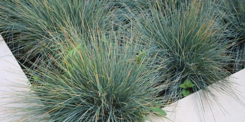 FESTUCA glauca - Fétuque