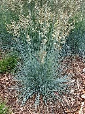 FESTUCA glauca - Fétuque