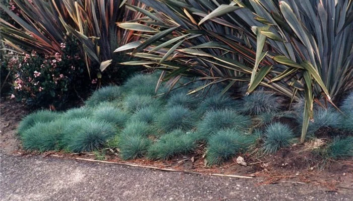 FESTUCA glauca - Fétuque