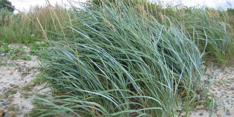 LEYMUS arenarius - Graminée, Blé d'azur