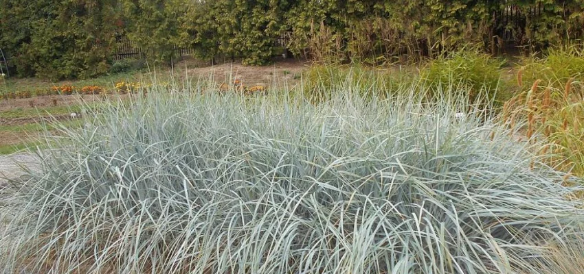 LEYMUS arenarius - Graminée, Blé d'azur