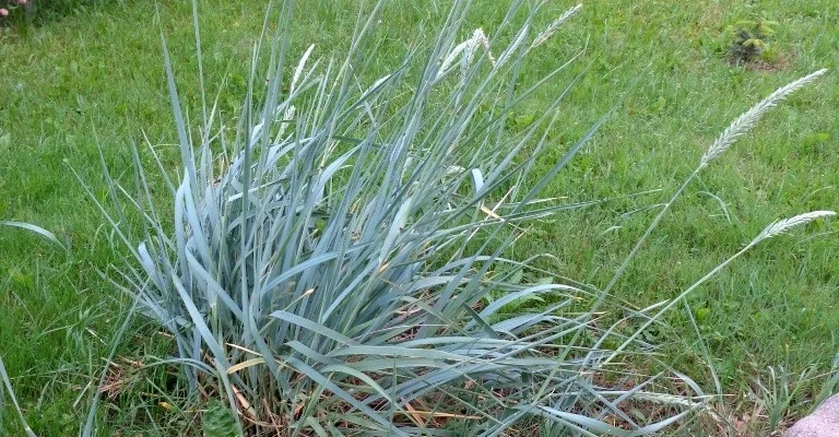 LEYMUS arenarius - Graminée, Blé d'azur