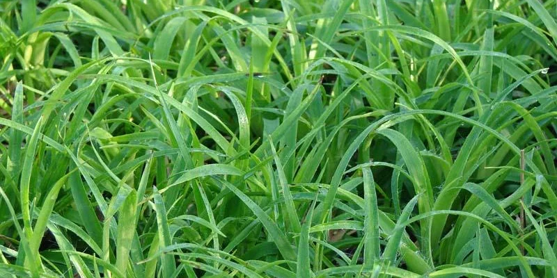 LUZULA sylvatica 'Onderbos' - Graminée, Luzule des bois