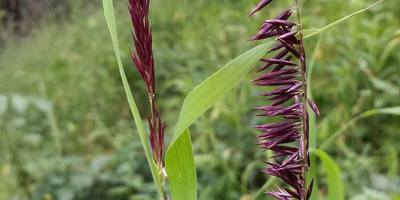 MELICA altissima 'Atropurpurea' - Graminée, Mélique